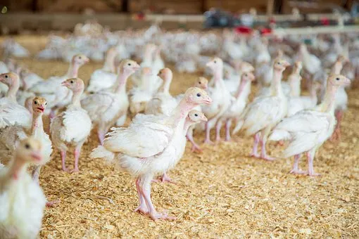В Кузбассе птицефабрика испортила сельхозземли на 22 миллиона рублей