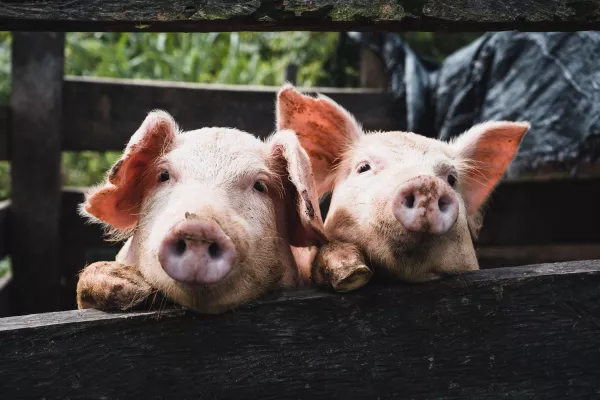 В Екатеринбург прибыли 150 племенных свинок и хряков из Ирландии 