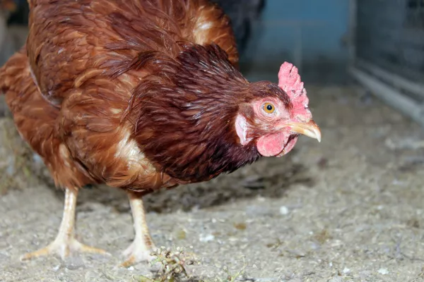 Золотой бройлер: считаем оборот и прибыль кузбасских производителей курицы