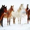 лошадей и КРС  в Кемерове