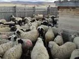 овцы на убой, выход мяса 50% в Кемерово и Кемеровской области 4