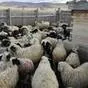 овцы на убой, выход мяса 50% в Кемерово и Кемеровской области 4
