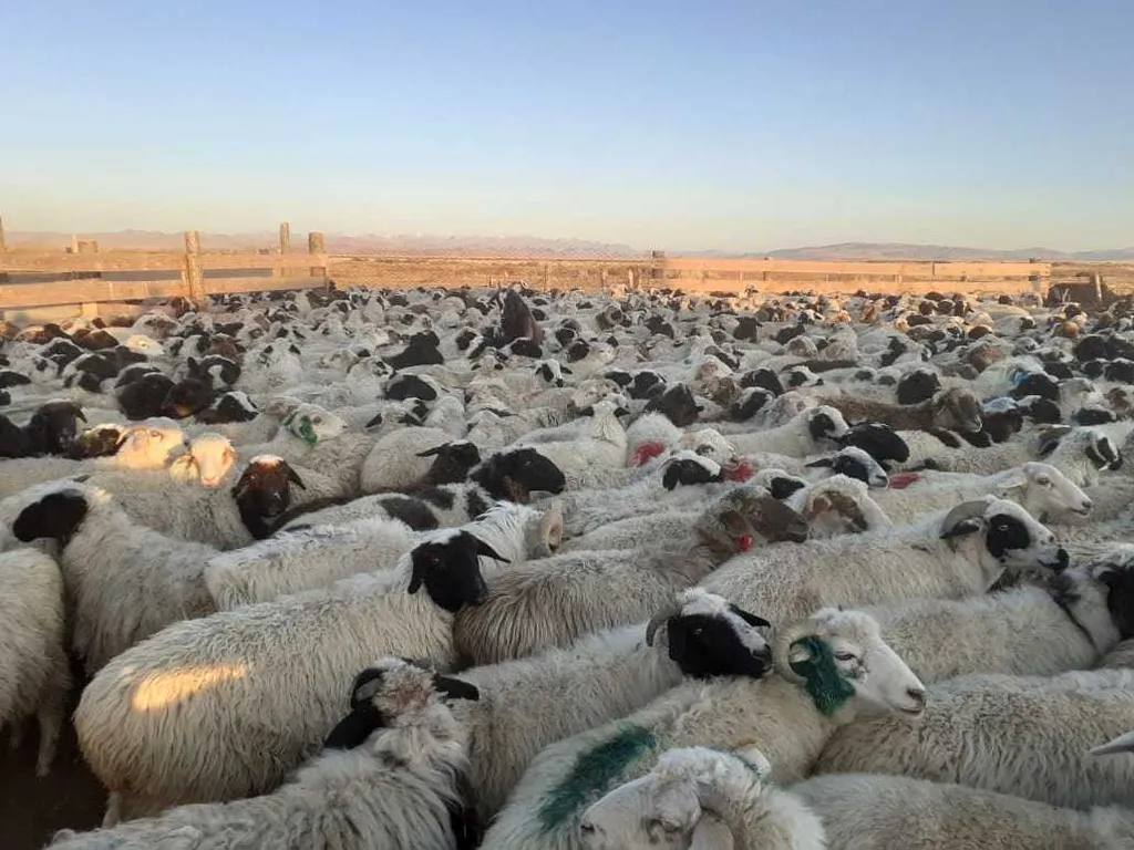 овцы на убой, выход мяса 50% в Кемерово и Кемеровской области 2