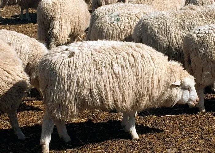 фотография продукта овцы на убой, выход мяса 50%