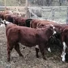 быки на дорощивание и забой в Прокопьевске