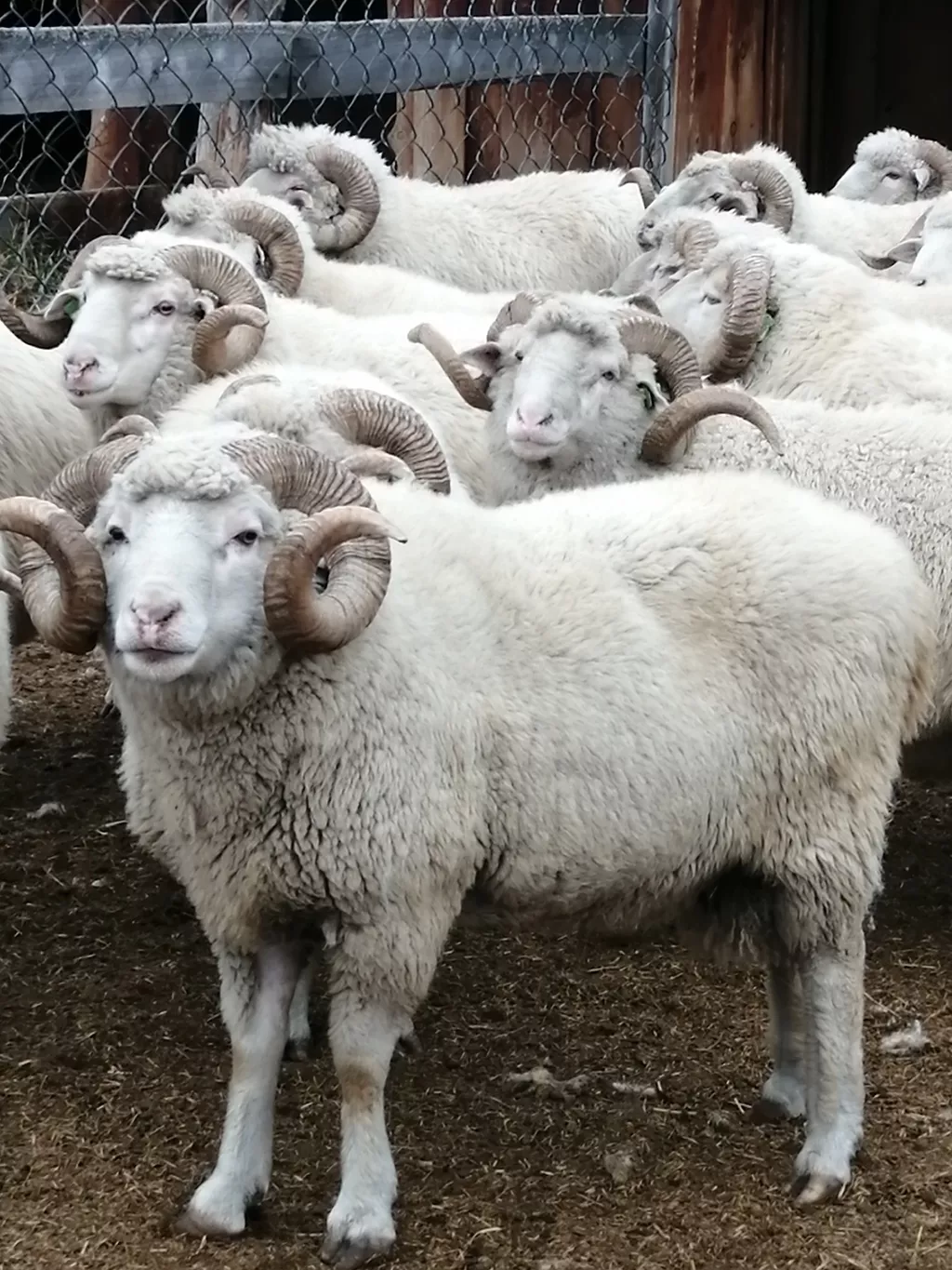 экспорт скота, крс, овцы, бараны в Горно-Алтайске и Республике Алтай 2