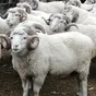 экспорт скота, крс, овцы, бараны в Горно-Алтайске и Республике Алтай 2