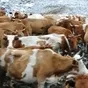 коровы стельные, нетели, телки  в Прокопьевске 3