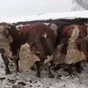 коровы стельные, нетели, телки  в Прокопьевске 5