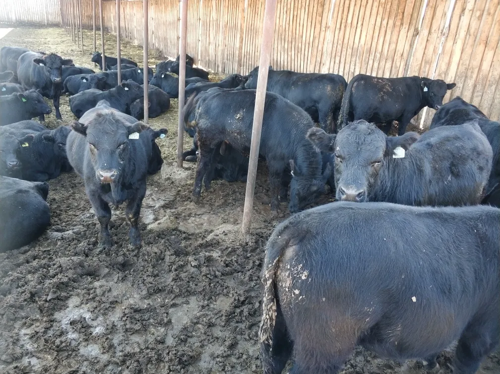 коровы стельные, нетели, телки  в Прокопьевске 2