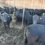 коровы стельные, нетели, телки  в Прокопьевске 2