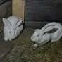 кролики в Кемерово и Кемеровской области