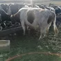  крс, бычки, тёлки  в Кемерово и Кемеровской области