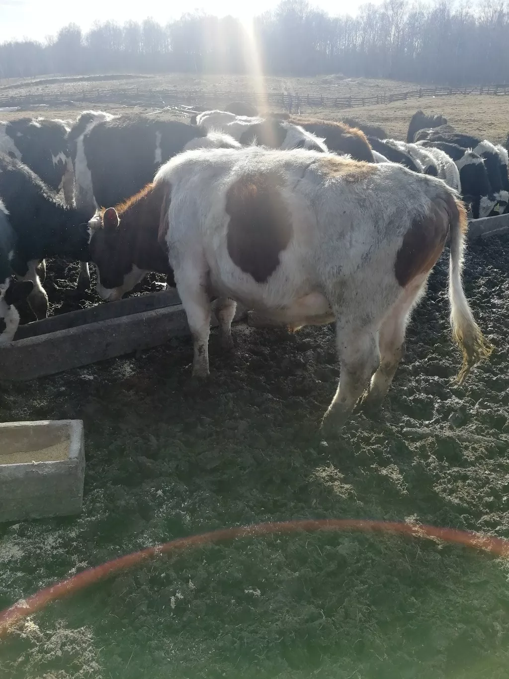 быки, тёлки  в Кемерово и Кемеровской области