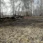 быки, тёлки  в Кемерово и Кемеровской области 2